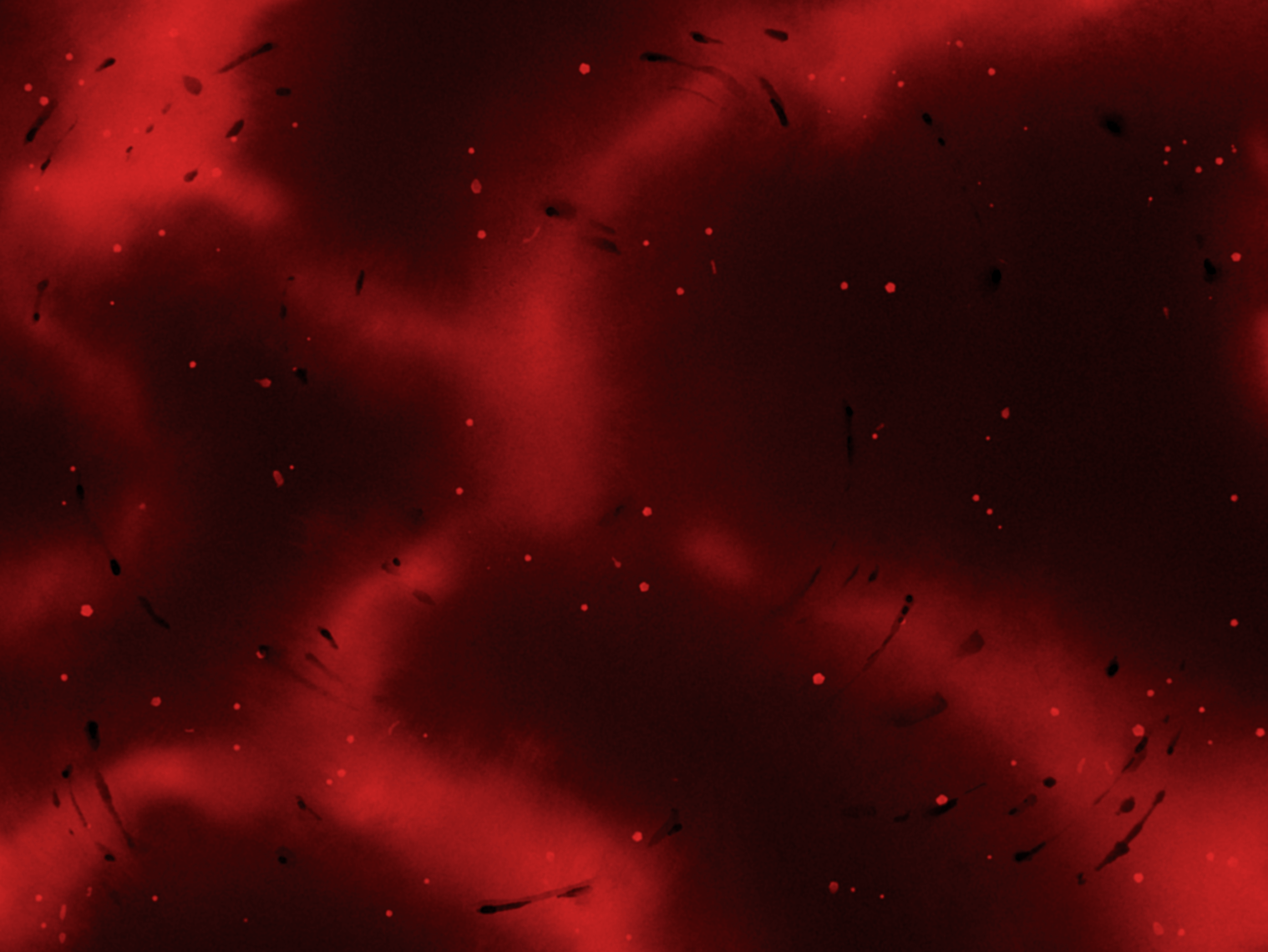 Background décor BC04